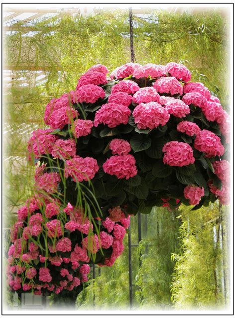 Hanging Baskets Of Pink Hydrangeas