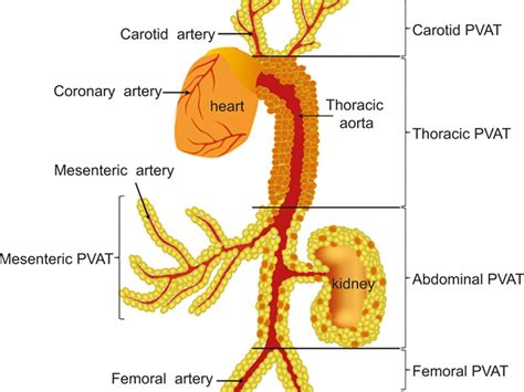 Perivascular Adipose Tissue In Vascular Function And Disease Porn Sex