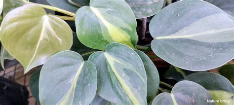 How To Grow Philodendron Plant Growing For Cuttings