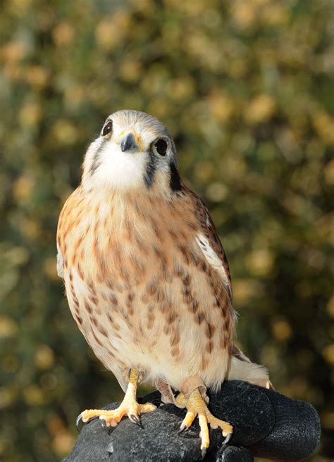 All Sizes American Kestrel Falcon Flickr Photo Sharing