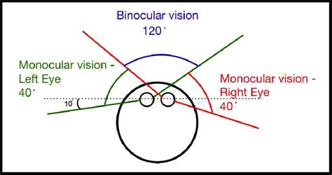 Areas of human vision. | Download Scientific Diagram