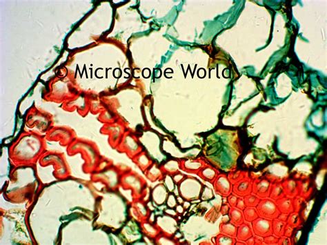 Microscope World Blog: Wheat Leaf Rust