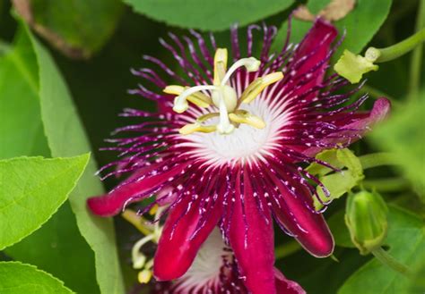 Premium Photo | Passion fruit flower