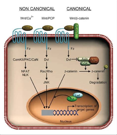 Canonical Versus Non Canonical Wnt Signalling Pathways Binding Of