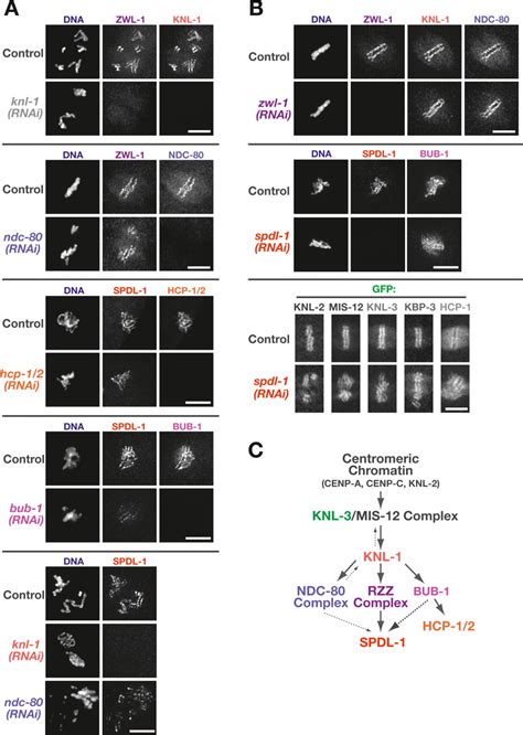 A New Mechanism Controlling Kinetochoremicrotubule Interactions