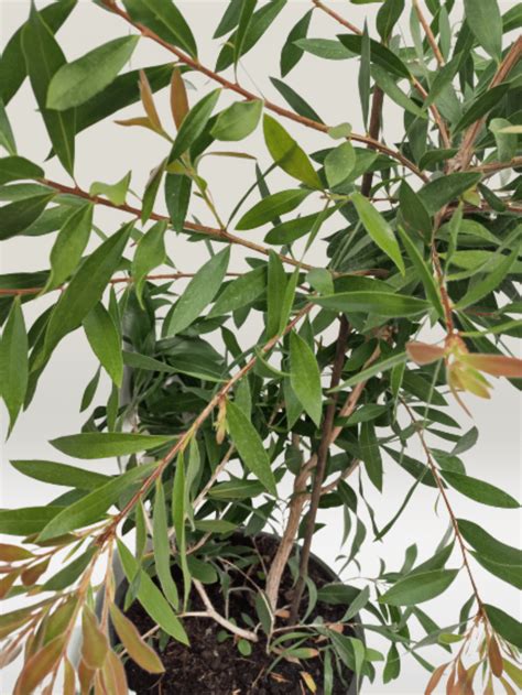 Калистемон цитринус / Callistemon Citrinus | ДАНИЕЛ ЕЛ ДИ
