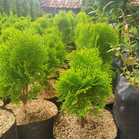 Bonsai Cemara Kipas Sinau