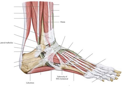 Foot muscles (lateral view) Diagram | Quizlet