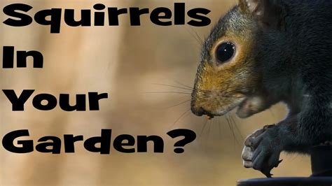 Keep Squirrels Out Of Your Garden Youtube