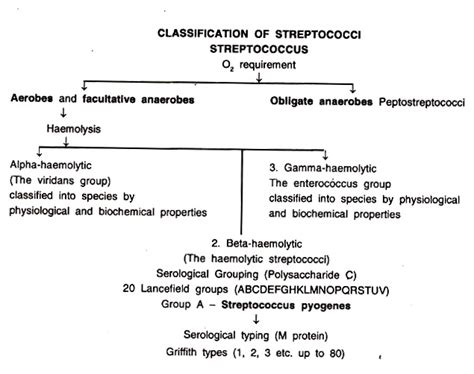 Classification Of Streptococcus Online Biology Notes