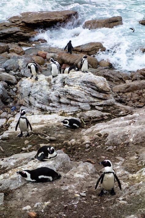 A Colony of African Penguins in the Waves and Rocks Stock Photo - Image ...