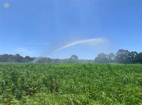 Hemp Farming - Margaret River Hemp Processing