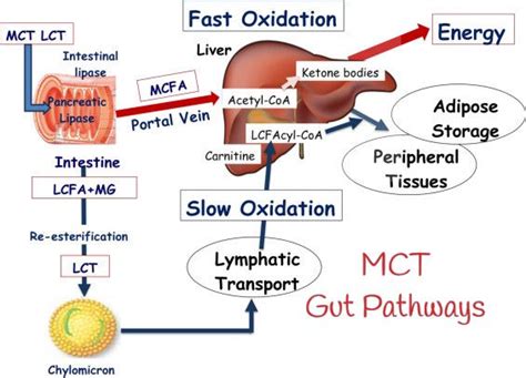 Understanding Medium Chain Triglycerides Mcts