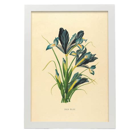 Affiche Nacnic De Iris Bleu Inspir Par Florale Vintage Cadres