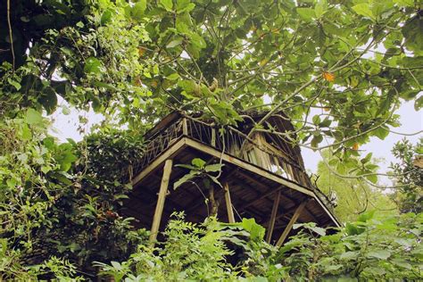 Rainforest Survival Plan How To Build A Shelter