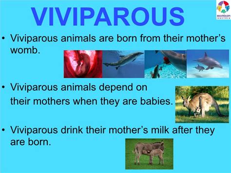 Oviparous Viviparous And Ovoviviparous 4th Primary Inglés Primaria