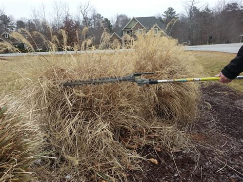 Pruning Pampas Grass Ivey League Landscapes Llc