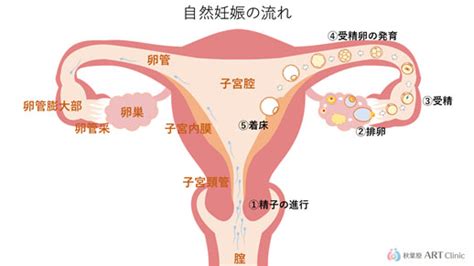 一般不妊治療 « 秋葉原 Art クリニック│東京・自然周期・体外受精・不妊治療専門