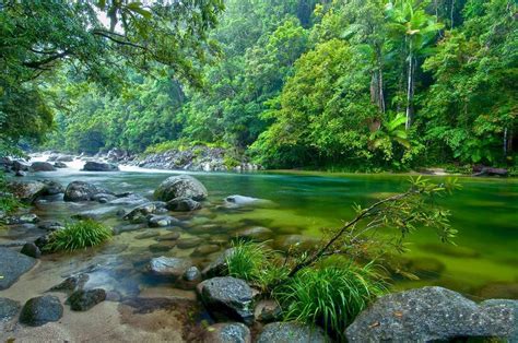 Your Exclusive Travel Guide To Cape Tribulation And Daintree Rainforest