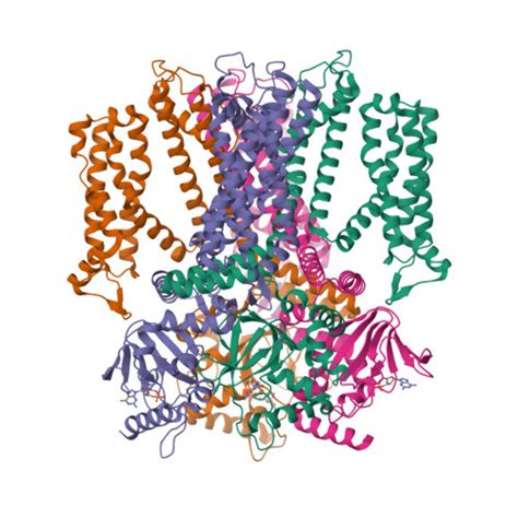 Rcsb Pdb Rhh Cryo Em Structure Of Human Rod Cnga B Channel In