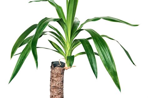 Yucca Palme Schneiden Einfache Anleitung