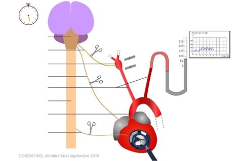 Svt Seconde La Circulation Sanguine Et La Pression Art Rielle Diagram