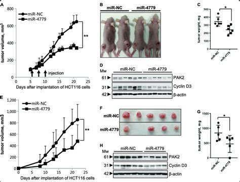 Mir 4779 Inhibits Tumor Growth In A Mouse Xenograft Models A D