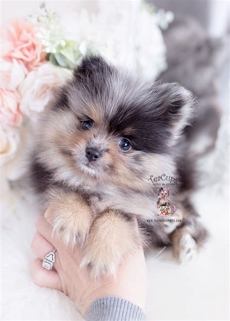 Merle Pomeranian Teacup Puppies Teacup Puppies And Boutique