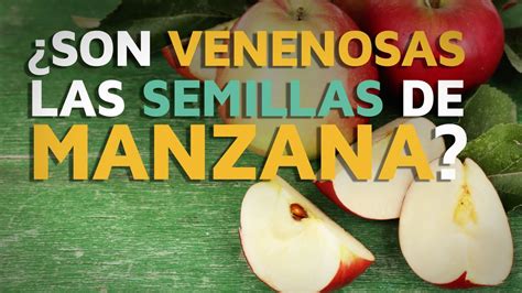 Actualizar Images Cu Ntas Semillas Tiene Una Manzana Viaterra Mx