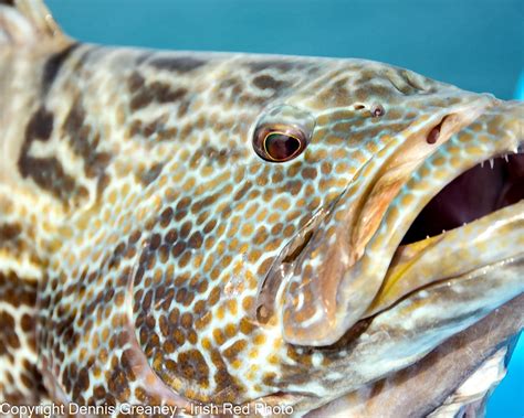 Black Grouper #1 - Irish Red Photography by Dennis Greaney