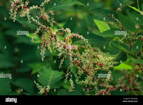 Japanese Knotweed People Hi Res Stock Photography And Images Alamy