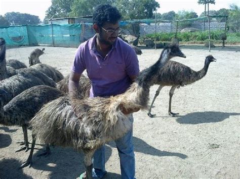 Emu Farming - Emu Farming Distributor & Supplier, Hyderabad, India