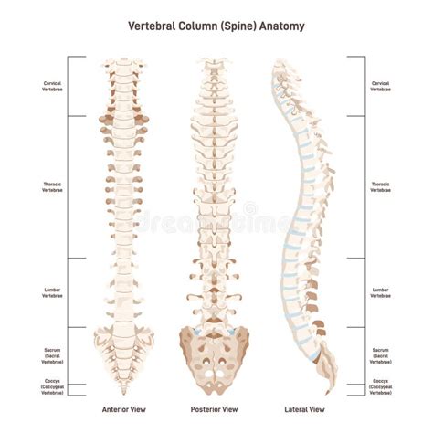 Lumbar Vertebrae Lateral View