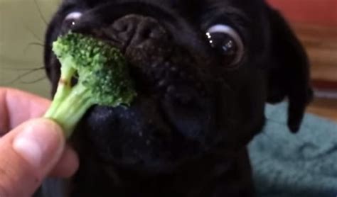 This Dog Loves His Broccoli! – Funny Dogs Gallery