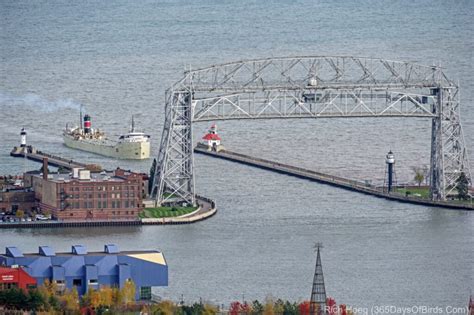 Doing Duluth Canal Park 365 Days Of Birds