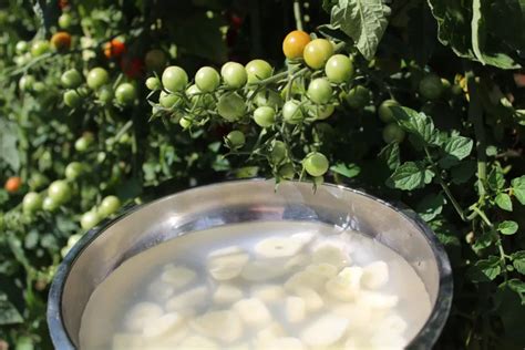 Cul noir des tomates Comment distinguer traiter et prévenir la