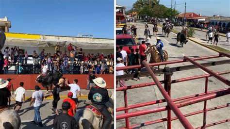 Candelaria Segunda Suelta De Toros En Tlacotalpan Concluye Con