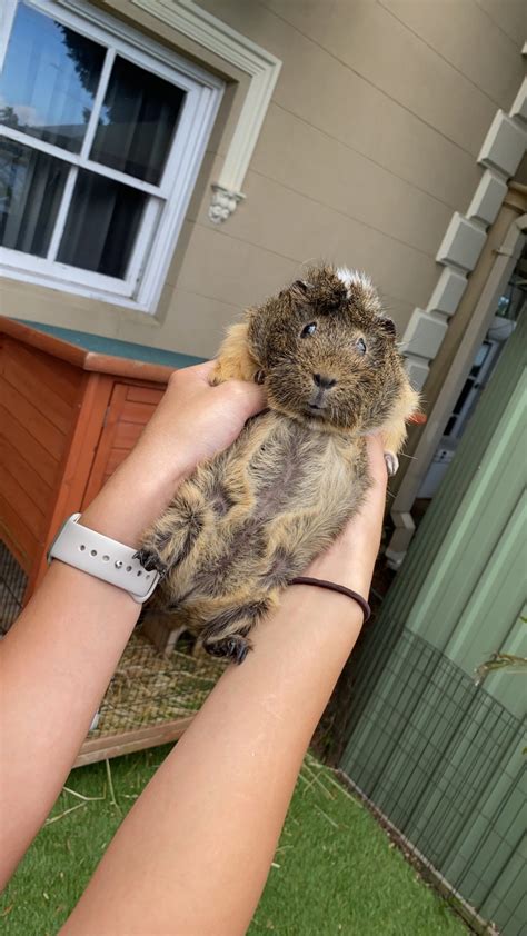 Free Guinea Pig PetsForHomes