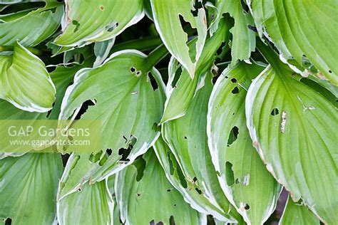 Slug Damage On Hosta Stock Photo By Simon Colmer Image 0222855