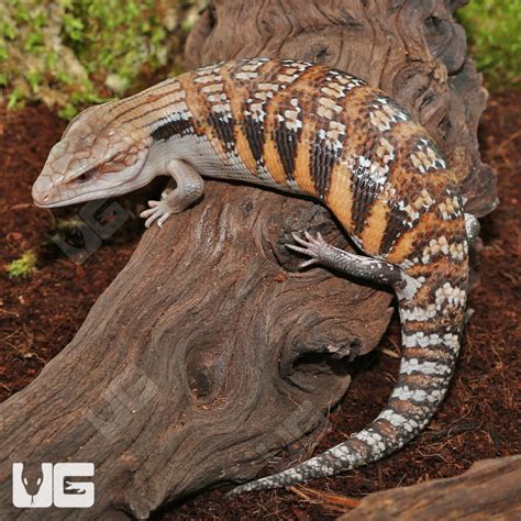 Baby Northern Blue Tongue Skinks For Sale Underground Reptiles