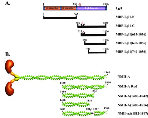 Schematic Presentation Of Lgl A And Nmii A B Protein Fragments