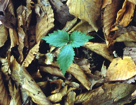 Growing American Ginseng In Ohio Site Preparation And Planting Using