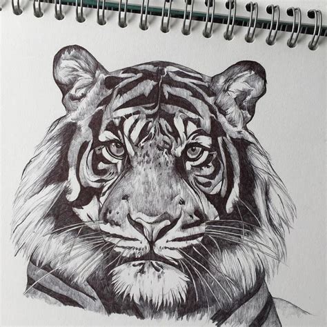 Portrait of a Tiger: Detailed Pencil Drawing