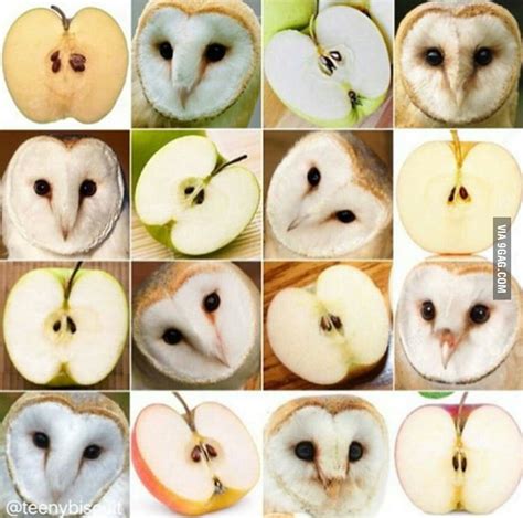 Barn Owl Or Apple 9gag