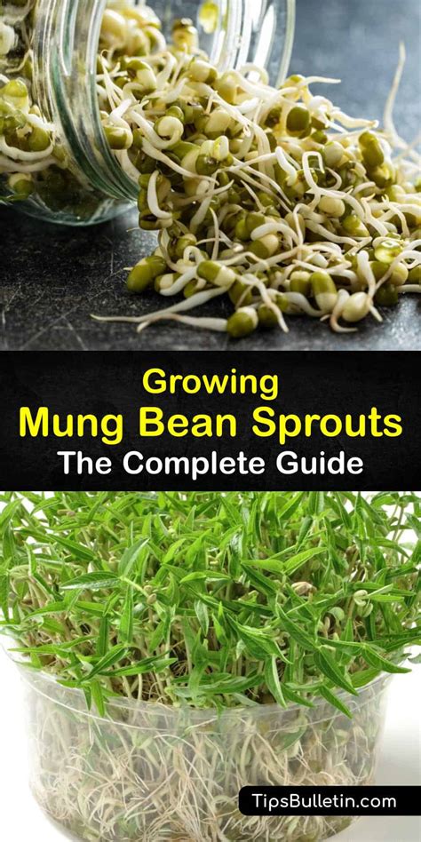 Growing Mung Bean Sprouts Quick Tips For Planting Mung Bean Sprouts