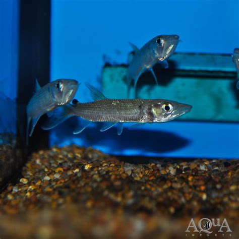 African Pike Characin Hepsetus Odoe Aqua Imports