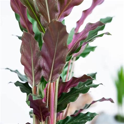 Calathea Maranta Rufibarba Prayer Plant Aquatic Plants Sa