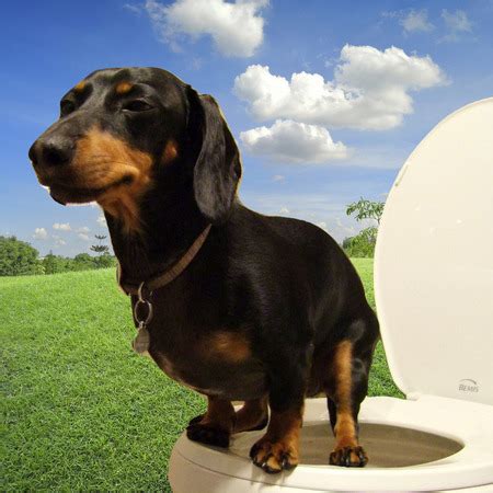 Will Dog Poop Decompose in Your Yard? | Sporty Dog Walker