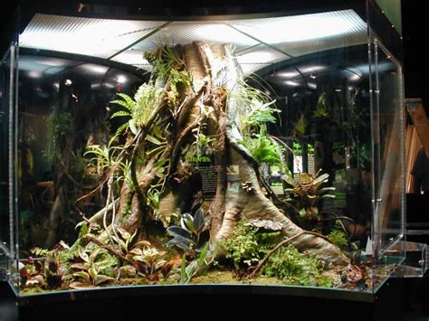 5 Exotic Terrarium Plants Everyone Will Be Envious Of Self Sustaining Ecosystem