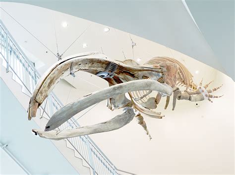 Bowhead whale skeleton surfaces at the Museum of the North – The Delta ...